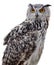 Indian Eagle-Owl