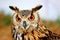 Indian Eagle-Owl (Bubo bengalensis)