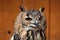 Indian eagle-owl (Bubo bengalensis).