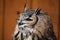 Indian eagle-owl (Bubo bengalensis).