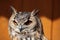 Indian eagle-owl (Bubo bengalensis).