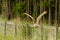 Indian Eagle Owl flying over fence