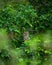 Indian eagle owl or rock eagle owl or Bengal eagle-owl large horned owl perched on natural green tree in during monsoon safari at