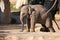 Indian elephant baby in the Prague Zoo