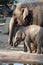 Indian elephant baby in the Prague Zoo