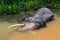 An Indian elephant bathes in a river on a hot day. The Indian elephant is a subspecies of the Asian elephant