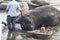 The Indian elephant bathes in the river swim