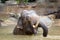 Indian elephant bathing in the Prague Zoo