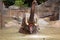 Indian elephant bathing in the Prague Zoo