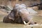 Indian elephant bathing in the Prague Zoo