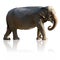 Indian Elephant (with clipping path and reflection