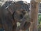 Indian elephant eating straw