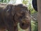 Indian elephant eating straw