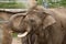 Indian elephant (Elephas maximus indicus)