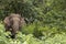 Indian Elephant Elephas maximus indicus found eating in the jungle