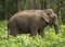 Indian Elephant Elephas maximus indicus found in the jungle