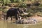 Indian Elephant getting a bath in India