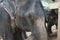 Indian elephant large and beautiful animal