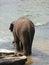 An indian elephant in a river