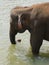 Indian elephant in a river