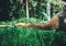 Indian elephant taking food from human arm with trunk in rain forest of Sri Lanka