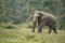 Indian elephant tusker