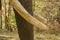 Indian Elephant Tusks Closeup