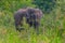 Indian elephant walking through Hurulu eco park in Sri Lanka