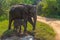 Indian elephant walking through Hurulu eco park in Sri Lanka