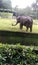 AN INDIAN ELEPHANT IN THE ZOO.