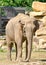 Indian elephant at the zoo. Prague - Czech Republic.