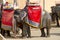 The Indian elephants at Amber`s fort India