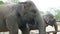 Indian elephants eat grass behind a fence at zoo