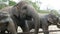 Indian elephants eat grass behind a fence at zoo