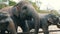 Indian elephants eat grass behind a fence at zoo