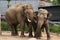 Indian elephants (Elephas maximus indicus)