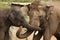 Indian elephants (Elephas maximus indicus)