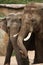 Indian elephants (Elephas maximus indicus)
