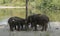 Indian elephants enjoying good wather and playing