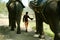 Indian elephants with mahout