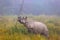 Indian endangered Rhino in Kaziranga National Parc