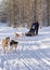 Indian family with child riding husky dogs sled in Lapland