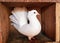 Indian fantail pigeon white fancy-pigeon bird animal domestic pigeons breed sitting in pigeonhole closeup image photo