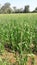 Indian farmar of weit agricalchar photos