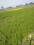 This is a indian farme .farme in coriander