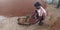 An indian farmer cleaning dust from wheat grain stock at government authorized food corporation center in India