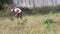 Indian farmer digs and destroys weeds in the field with the help of shovel