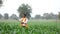Indian farmer at green corn field