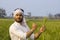 indian farmer holding barley and showing his strong and healthy crop of wheat