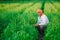 Indian farmer holding crop plant in his Wheat field